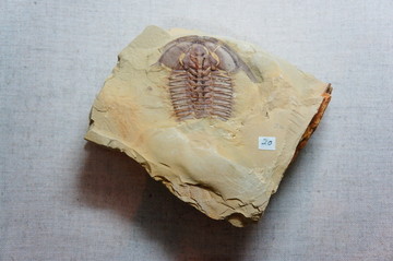 内蒙古博物院三叶虫化石