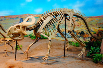 内蒙古博物院原角龙化石恐龙