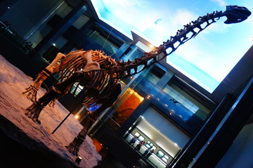 内蒙古博物院恐龙化石