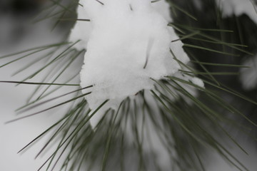 落雪树枝