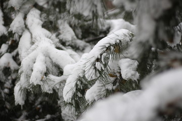 落雪松树