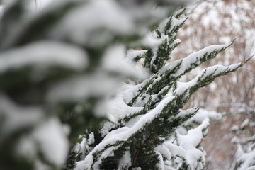 落雪树木