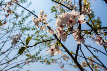 园林樱花花卉