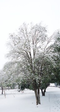 下雪树木