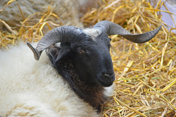 藏羊 原始绵羊