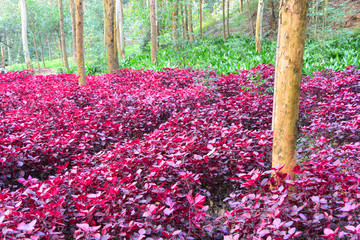 森林公园园林 红叶灌木 树林