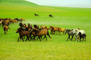 草原蒙古人套马