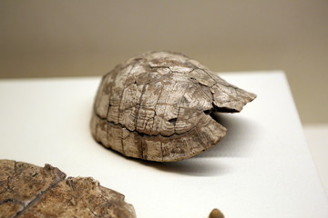 新石器时代龟甲响器龟壳