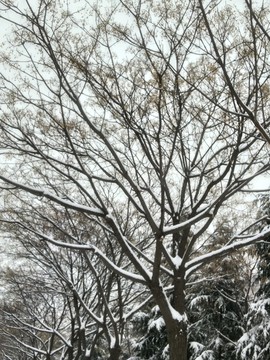西安 北郊 北辰大道周边 雪景