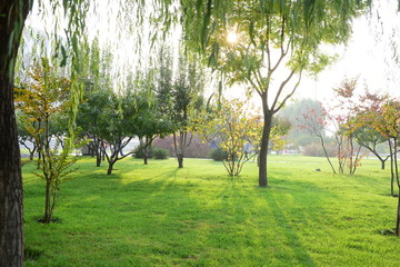 阳光树木草地