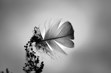 羽毛