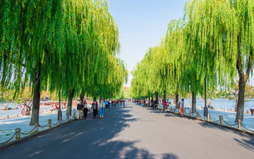杭州苏堤风景 柳树
