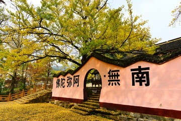 银杏树 寺庙