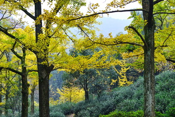 银杏树