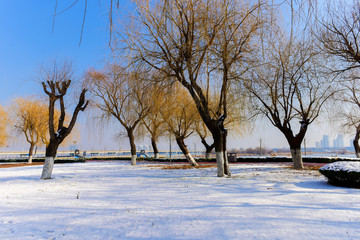 柳树林 雪景