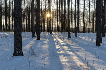 雪后松树林