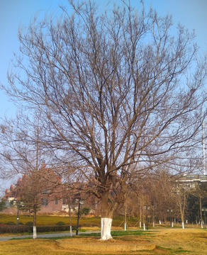 冬天蓝天大树枯树