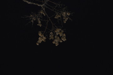 黑色天空下的枝叶