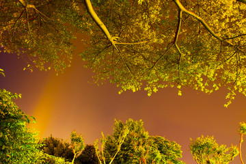 城市树夜景