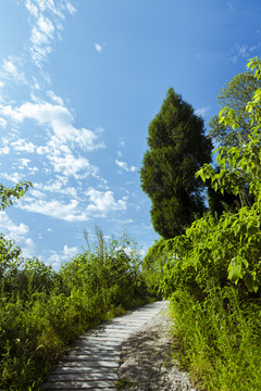 山道小路