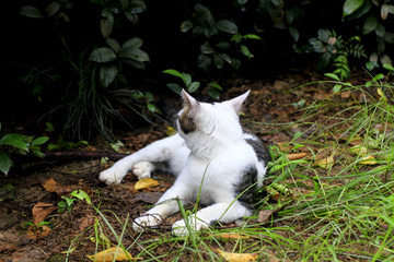 躺着休息的花猫