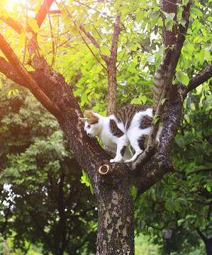 爬上树玩耍的花猫