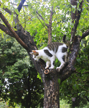 爬上树玩耍的花猫