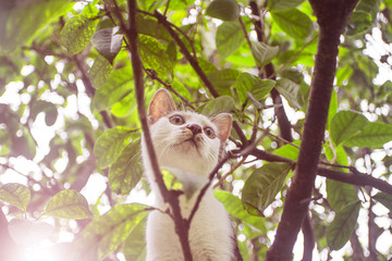 树上玩耍的花猫