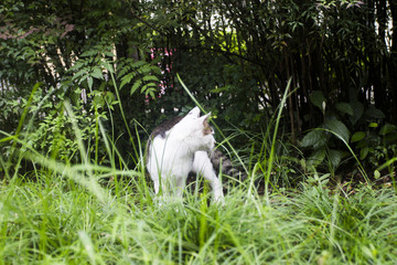 草丛中的花猫