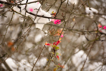雪中开放的垂丝海棠