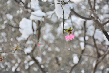 雪中开放的垂丝海棠花