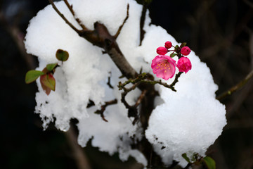 雪中开放的垂丝海棠花