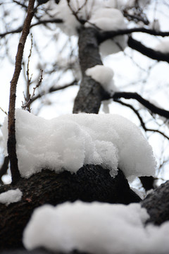 雨花台雪景风光