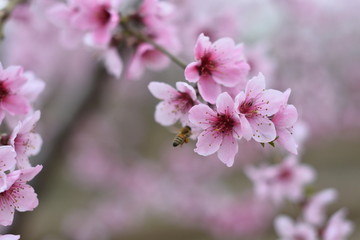 桃花 春天 桃树 花朵 植物