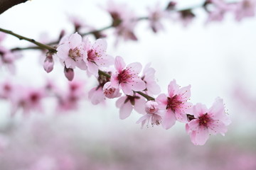 桃花 春天 桃树 花朵 植物