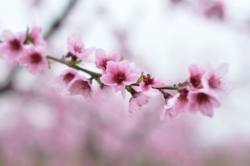 桃花 春天 花朵 桃树 花卉