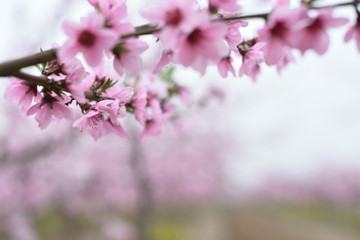 桃花 春天 花朵 桃树 花卉