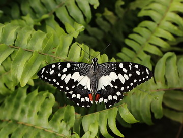 草丛中展开翅膀的黑白纹蝴蝶