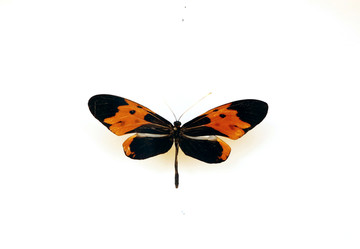 羽衣袖蝶标本