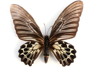 中国最大的蝴蝶金裳凤蝶标本