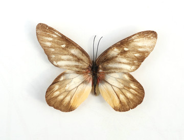 报喜斑粉蝶标本