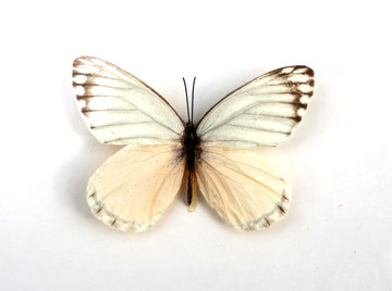 灵奇奇斑粉蝶标本