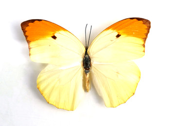 金顶大大粉蝶标本