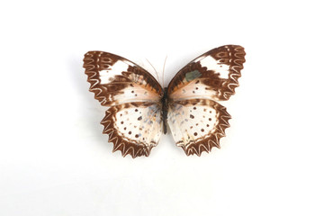 白锯蛱蝶标本