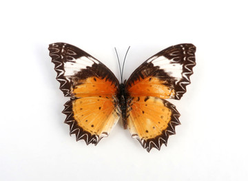 白锯蛱蝶的标标本本