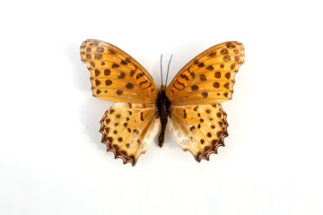 河南斐豹蛱蝶的标本
