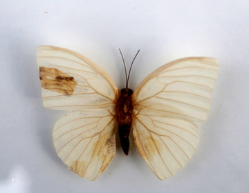 月纹纹锯环蝶的标本