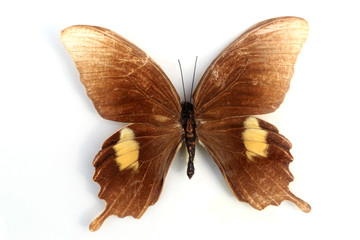 宽带青凤蝶的标本