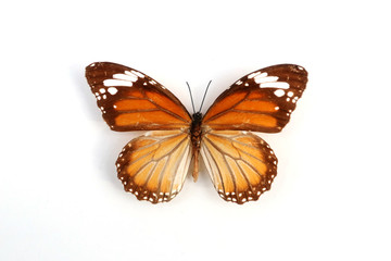 金斑斑蝶标本