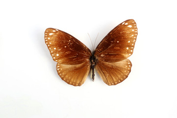 幻紫斑蝶的标本